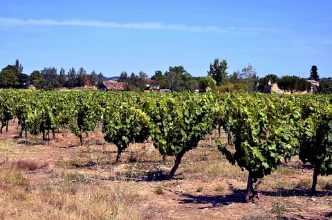 vignobles-caves- sud_ouest